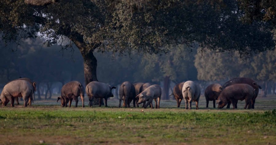 .JAMONES ENCINAS DE SALAMANCA
