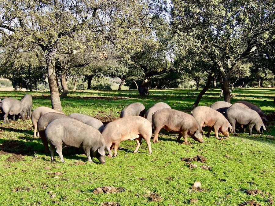 Sucesores de José Pérez S.L